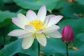 White-pink lotus flower Royalty Free Stock Photo