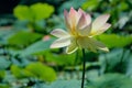 White-pink lotus flower Royalty Free Stock Photo