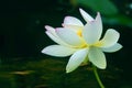 White-pink lotus flower Royalty Free Stock Photo