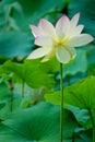 White-pink lotus flower Royalty Free Stock Photo