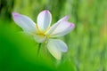 White-pink lotus flower Royalty Free Stock Photo