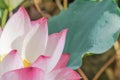 White and pink lotus flower full blossom at summer time in Vietnam Royalty Free Stock Photo