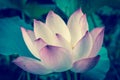 White and pink lotus flower full blossom at summer time in Vietnam Royalty Free Stock Photo