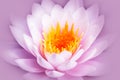 White and pink lotus flower or water lily with yellow core isolated on a pink background Royalty Free Stock Photo
