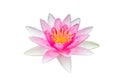 White pink lotus flower on white background. Royalty Free Stock Photo