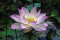 White and pink lotus Royalty Free Stock Photo