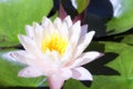 The white-pink lotus or water lily in the pond Royalty Free Stock Photo