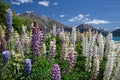 White and pink lupines at Lake Wakatipu Royalty Free Stock Photo