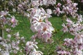 White and pink magnolia flowers in full bloom and blossom with beautiful petals on a sunny day in a garden in spring Royalty Free Stock Photo