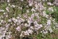 White and pink magnolia flowers in full bloom and blossom with beautiful petals on a sunny day in a garden in spring Royalty Free Stock Photo