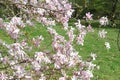 White and pink magnolia flowers in full bloom and blossom with beautiful petals on a sunny day in a garden in spring Royalty Free Stock Photo