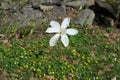 White and pink magnolia flowers in full bloom and blossom with beautiful petals on a sunny day in a garden in spring Royalty Free Stock Photo