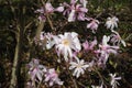 White and pink magnolia flowers in full bloom and blossom with beautiful petals on a sunny day in a garden in spring Royalty Free Stock Photo