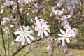 White and pink magnolia flowers in full bloom and blossom with beautiful petals on a sunny day in a garden in spring Royalty Free Stock Photo