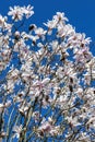 White pink magnolia salicifolia blossom