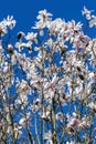 White pink magnolia salicifolia blossom