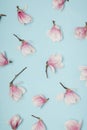 White and pink magnolia tree flowers against pastel blue background. Minimal vertical nature season concept