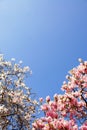 White and Pink Magnolias with a bright light-blue sky in a park of Lyon Royalty Free Stock Photo