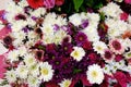 White and Pink Flowers, Chrysanthemums and Gerberas Royalty Free Stock Photo