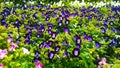 White, pink and midnight blue flowers