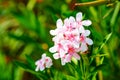 White and Pink Nerium Oleander Flowers Royalty Free Stock Photo