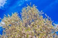 White-pink olive tree flowers