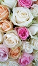 White pink orange roses bouquet background Royalty Free Stock Photo