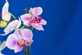 White-pink orchid on a blue, cyan background