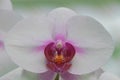 White and pink orchid Royalty Free Stock Photo