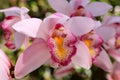 White and pink orchid. Cymbidium insigne in nature.
