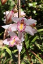 White and pink orchid. Cymbidium insigne in nature.