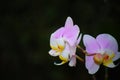 White and Pink orchid flower with dark blurred background