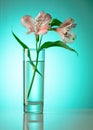 White and pink orchid flower in a high glass vase. Light background.