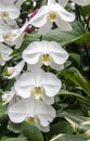 Trailing Orchid flower vines in Biltmore Estate Conservatory Greenhouse Royalty Free Stock Photo