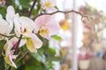 White and pink orchid flowers close-up in a flower shop. Royalty Free Stock Photo