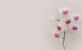 White and pink orchid flowers, large and beautiful flowers, blooming orchids on a white background, house plants, care for flowers