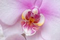 White-pink orchid pistil Royalty Free Stock Photo