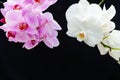 White and pink Orchids on a black background Royalty Free Stock Photo