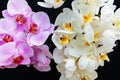 White and pink Orchids on a black background Royalty Free Stock Photo