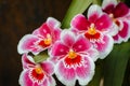 White and pink orchids blooming in the tropical garden at the Frederik Meijer Gardens Royalty Free Stock Photo