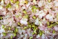 White-pink orchids in the bouquets at the flower market, top view. Royalty Free Stock Photo