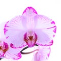 White and pink orchids on a branch. White background Royalty Free Stock Photo