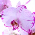 White and pink orchids on a branch. White background Royalty Free Stock Photo