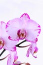 White and pink orchids on a branch. White background Royalty Free Stock Photo