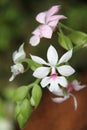 White pink orchids Royalty Free Stock Photo