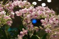 White-pink Orchids Grow In A Bush At Singapore Airport
