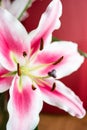 White and pink Oriental Mero Star Lilly bloomed flower close up macro shot