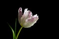 White pink parrot tulip, flower head with water drops in backlight against black background, copy space, selected focus Royalty Free Stock Photo