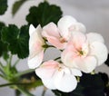 White-pink pelargonium flowers close-up. On the back blurred background of flower leaves Royalty Free Stock Photo