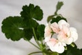 White-pink pelargonium flowers close-up. On the back blurred background of flower leaves Royalty Free Stock Photo